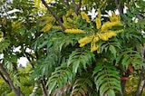 Jardiland Avignon - Promo Collection de Mahonias Promo Collection de Mahonias à 15,99 € dans le catalogue Jardiland à Avignon