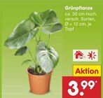 Aktuelles Grünpflanze Angebot bei Netto Marken-Discount in Duisburg ab 3,99 €
