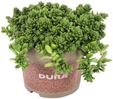 Sedum im REWE Prospekt Sedum im aktuellen REWE Prospekt für 2,49 €