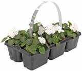 Aktuelles Beetpflanzen Tagetes Angebot bei REWE in Jena ab 3,99 €