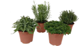 Italienische Kräuter im OBI Prospekt Italienische Kräuter von GROW by OBI im aktuellen OBI Prospekt für 3,49 €