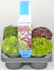 Sempervivum von  im aktuellen Thomas Philipps Prospekt für 3,99 €