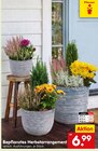 Bepflanztes Herbstarrangement im Angebot bei Netto Marken-Discount in Filderstadt Bepflanztes Herbstarrangement Angebote bei Netto Marken-Discount Filderstadt für 6,99 €