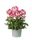 Aktuelle Blumen Angebote bei Lidl in Nürnberg Aktuelles Dahlie Angebot bei Lidl in Nürnberg ab 5,99 €