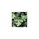 Botanic Gaillard - Promo BOTANIC®-Géranium à feuillage odorant - La jardinière de 40 cm Promo BOTANIC®-Géranium à feuillage odorant - La jardinière de 40 cm à 26,99 € dans le catalogue Botanic à Gaillard