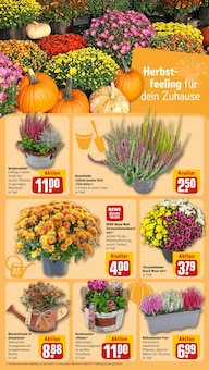 Chrysantheme im REWE Prospekt "Dein Markt" mit 36 Seiten (Duisburg)