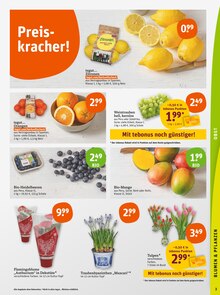 Tulpen im tegut Prospekt "tegut… gute Lebensmittel" mit 23 Seiten (Offenbach (Main))