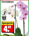Wreesmann Olbernhau - Orchideen Angebot im Prospekt Orchideen bei Wreesmann im Olbernhau Prospekt für 4,49 €
