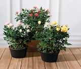 Rosier en promo chez U Express Pessac à 9,99 €