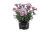 Dianthus Adorables en promo chez Lidl Colmar à 1,89 €
