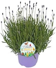 Aktuelle Blumen Angebote bei REWE in Düsseldorf Aktuelles Lavendel Angebot bei REWE in Düsseldorf ab 5,79 €