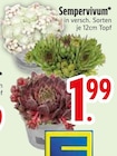 Sempervivum im EDEKA Prospekt Sempervivum im aktuellen EDEKA Prospekt fĂŒr 1,99 âŹ