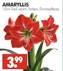 Aktuelles AMARYLLIS Angebot bei Wreesmann in Dresden ab 3,99 €