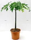 Aktuelles Pyramidenbusch Angebot bei Thomas Philipps in Karlsruhe ab 7,99 €