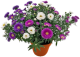 Aktuelle Blumen Angebote bei Kaufland in Solingen (Klingenstadt) Aktuelles Glattblattaaster Angebot bei Kaufland in Solingen (Klingenstadt) ab 1,99 €
