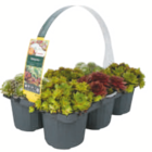 toom Baumarkt Lietzen - Hauswurz Angebot im Prospekt Hauswurz bei toom Baumarkt im Lietzen Prospekt für 2,99 €