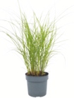 Gräser im Angebot bei toom Baumarkt in Herford Gräser Angebote bei toom Baumarkt Herford für 6,99 €