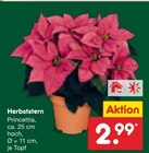 Herbststern Angebote bei Netto Marken-Discount Bünde für 2,99 €