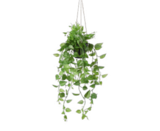 KUNSTPFLANZE „PHILODENDRON“ im Angebot bei mömax in Ettlingen KUNSTPFLANZE „PHILODENDRON“ Angebote bei mömax Ettlingen für 19,99 €