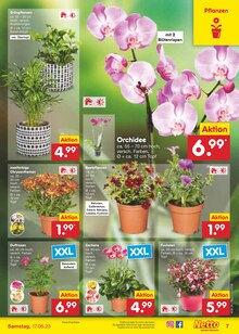 Heimwerken Angebot im Netto Marken-Discount Prospekt, gültig von 12.06.2023 bis 17.06.2023 Heimwerken Angebot im aktuellen Netto Marken-Discount Prospekt auf Seite 7