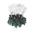 Promo Mini cyclamen blanc - Le pot de diamètre 10,5 cm à 3,99 € dans le catalogue Botanic à Dijon