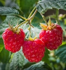 Promo Framboisier à 3,99 € dans le catalogue Point Vert à Cadours