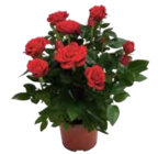 Topfrose für 3,99 € bei Marktkauf im Angebot Topfrose im aktuellen Marktkauf Prospekt