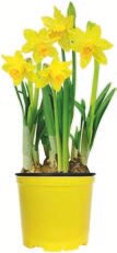 Aldi Ris-Orangis - Narcisses tête à tête Promo Narcisses tête à tête dans le catalogue Aldi "Le goût de nos régions" à Ris-Orangis