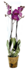 Orchidée 2 tiges avec cache pot - Lidl à Valence Orchidée 2 tiges avec cache pot en promo chez Lidl Valence à 11,49 €