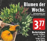Herbsttulpen Angebote bei E center Oberhausen für 3,77 €