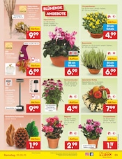 Ähnliche Zitronenbaum Angebote im Prospekt "Aktuelle Angebote" von Netto Marken-Discount in Wunstorf Ähnliche Angebote wie Zitronenbaum im Prospekt "Aktuelle Angebote" auf Seite 25 von Netto Marken-Discount in Wunstorf