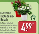 Dipladenia-Busch bei ALDI Nord im Luckenwalde Prospekt für 4,99 €