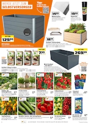 Aktueller OBI Prospekt mit Tomaten, "Biberstarke ANGEBOTE", Seite 4
