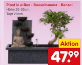 Aktuelles Plant in a Box - Bonsai Angebot bei Netto Marken-Discount in Duisburg ab 47,99 €