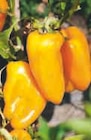 Plants de légumes - Super U Plants de légumes à 1,90 € dans le catalogue Super U