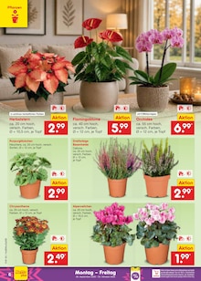 Pflanzen im aktuellen Netto Marken-Discount Prospekt (Hannover) Pflanzen im Netto Marken-Discount Prospekt "Aktuelle Angebote" mit 72 Seiten (Hannover)