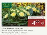 Primel Selektion »Belarina« von Kölle's Beste im aktuellen Pflanzen Kölle Prospekt für 4,99 €