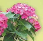 Aktuelles Hortensie Angebot bei Zimmermann in Magdeburg ab 6,99 €