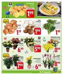 Hortensie im EDEKA Prospekt "Wir lieben Lebensmittel." mit 30 Seiten (Regensburg)