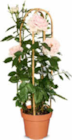 Edelrose für 14,99 € bei Netto Marken-Discount im Angebot Edelrose im aktuellen Netto Marken-Discount Prospekt