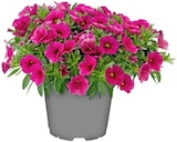 Penny Römnitz - Zauberglöckchen Angebot im Prospekt Zauberglöckchen bei Penny im Römnitz Prospekt für 1,99 €