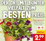 Zauberglöckchen im Angebot bei Netto Marken-Discount in Freiburg Zauberglöckchen Angebote bei Netto Marken-Discount Freiburg für 2,99 €