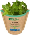 Minze Angebote von REWE Bio bei REWE Kiel für 1,49 €