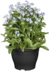 Vergissmeinnicht (Myosotis sylvatica) bei Globus-Baumarkt im Angersdorf Prospekt für 1,99 €