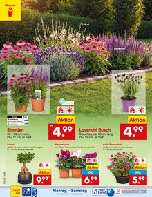Bonsai im aktuellen Netto Marken-Discount Prospekt (Wuppertal) Bonsai im Netto Marken-Discount Prospekt "Aktuelle Angebote" mit 77 Seiten (Wuppertal)