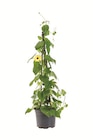 Thunbergia im Lidl Prospekt Thunbergia im aktuellen Lidl Prospekt für 5,99 €