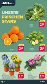 Blumenzwiebeln Angebote im Prospekt "Günstig. Besser. Für Dich." von Netto mit dem Scottie auf Seite 2