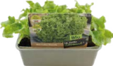 Bio Salat- und Gemüsepflanzen Angebote von Le Jardin Gourmand bei Globus-Baumarkt Lippstadt für 1,99 €