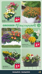 Blumen im Netto mit dem Scottie Prospekt Günstig. Besser. Für Dich. auf S. 11