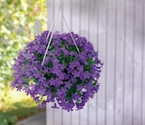 Glockenblumen-Ampel Angebote bei toom Baumarkt Celle für 16,99 €